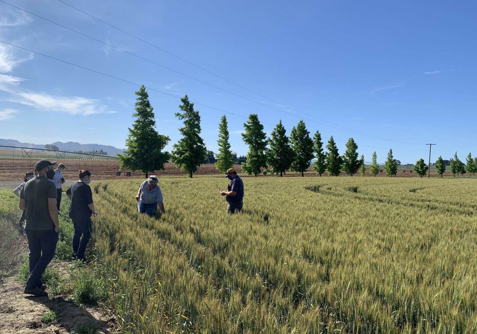 people walking in crop fields